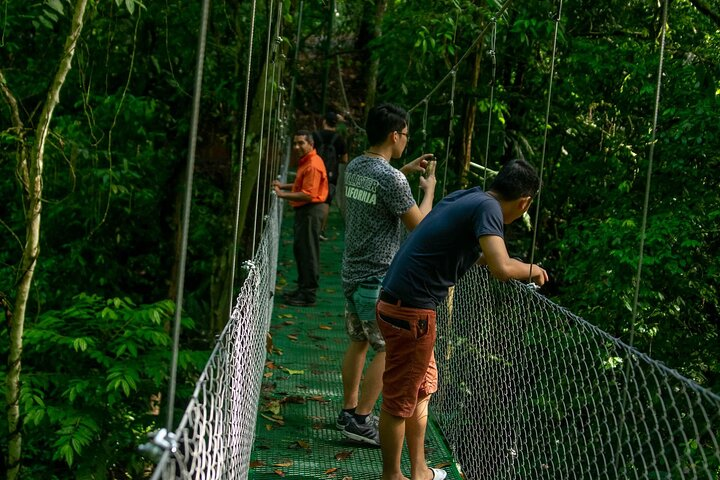 Limón Rainforest Hanging Bridges-Skywalk Tour & Tortuguero Canals - Photo 1 of 25